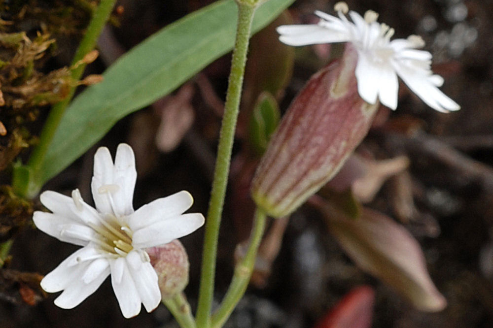 Douglas's Catchfly Blossom