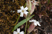 Catchfly, Douglas's