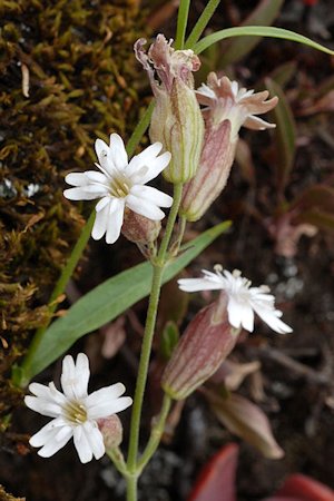 Douglas's Catchfly