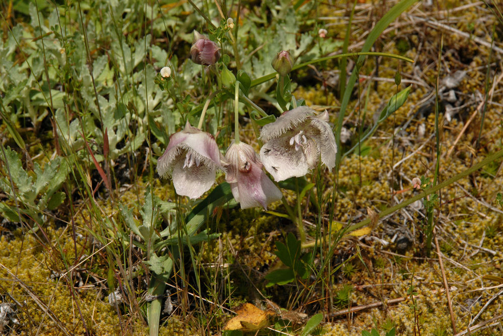 Wildflowers Found in Oregon
