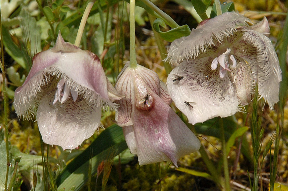 Wildflowers Found in Oregon