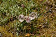 Cat's Ear, Elegant