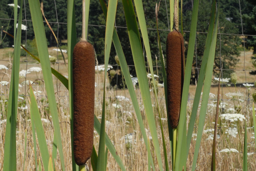 Wildflowers Found in Oregon - Broadleaf Cattail