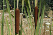 Cattail, Broadleaf