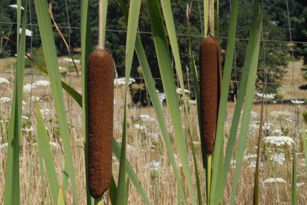 Broadleaf Cattail 