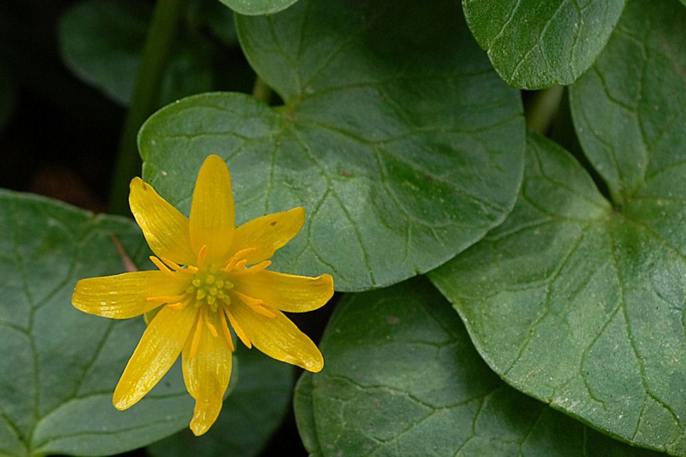 Lesser Celandine