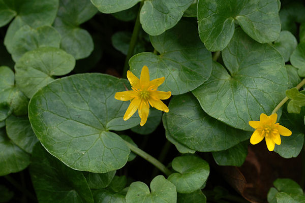 Lesser Celandine