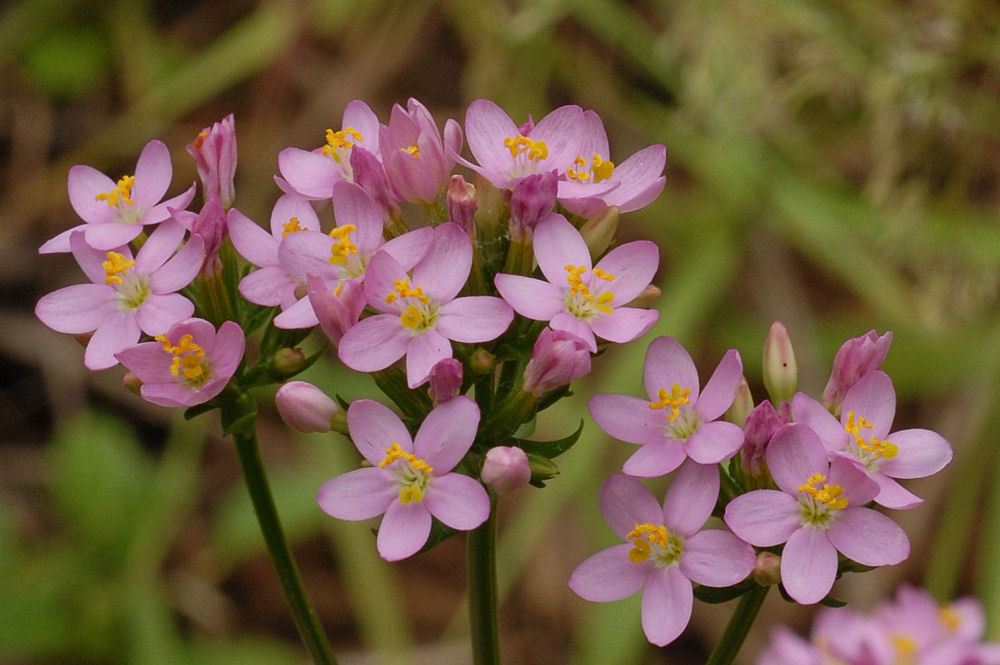 Common Centaury