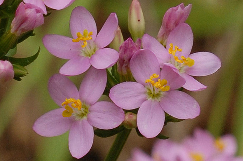 Common Centaury