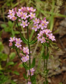 Common Centaury