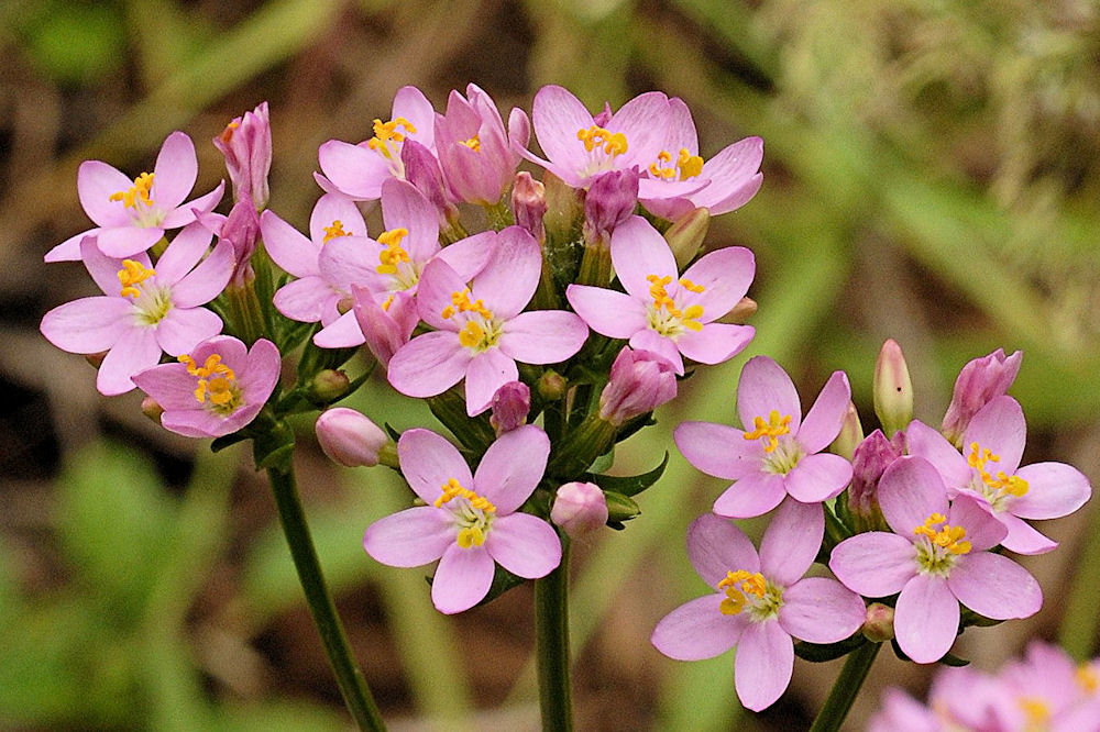 Monterey Centaury