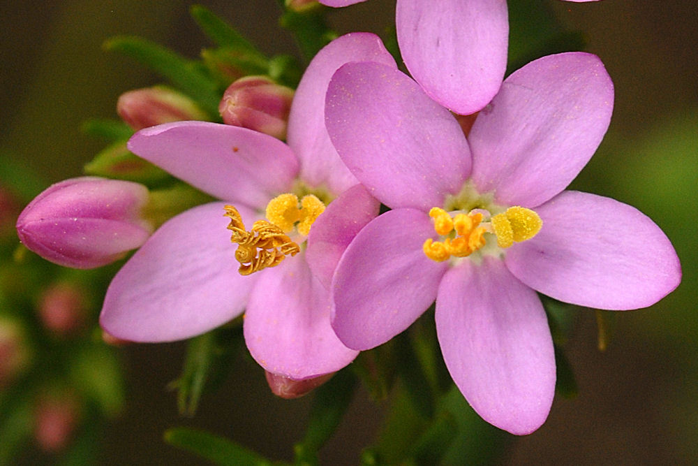 Monterey Centaury