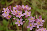 Centaury, Monterey