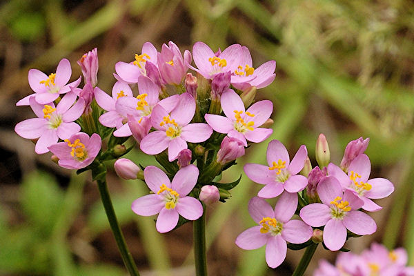 Monterey Centaury