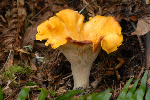 Pacific Golden Chanterelle