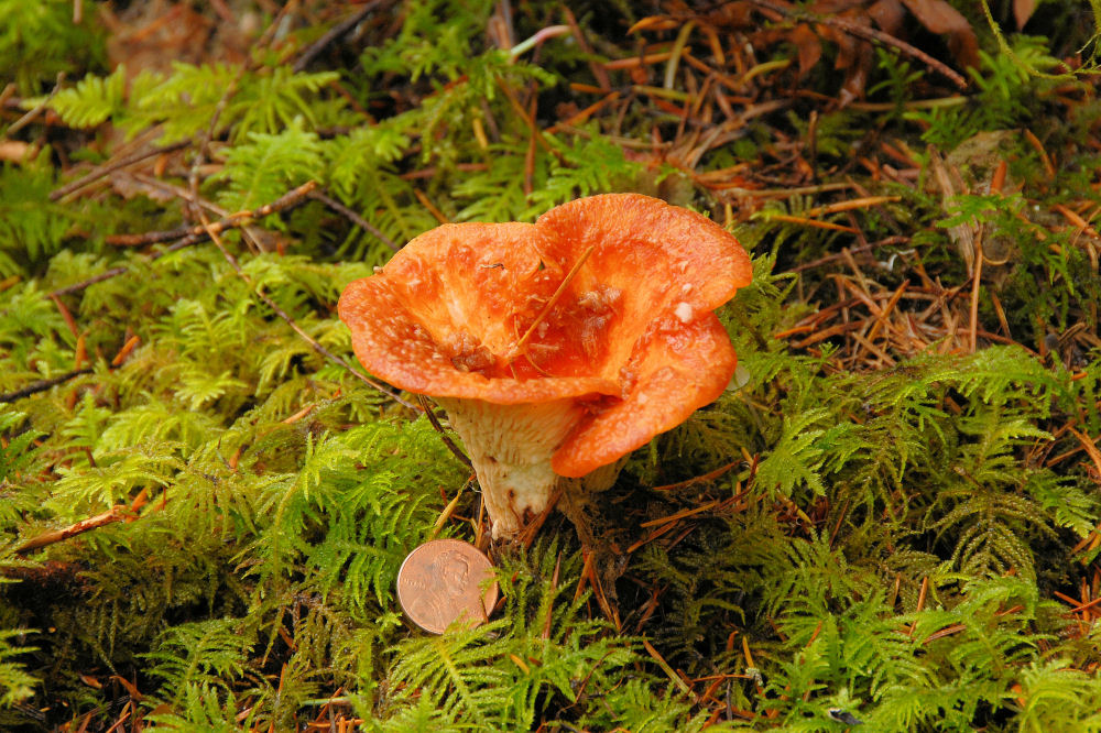 Scaly Vase Chanterelle