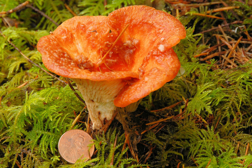 Scaly Vase Chanterelle