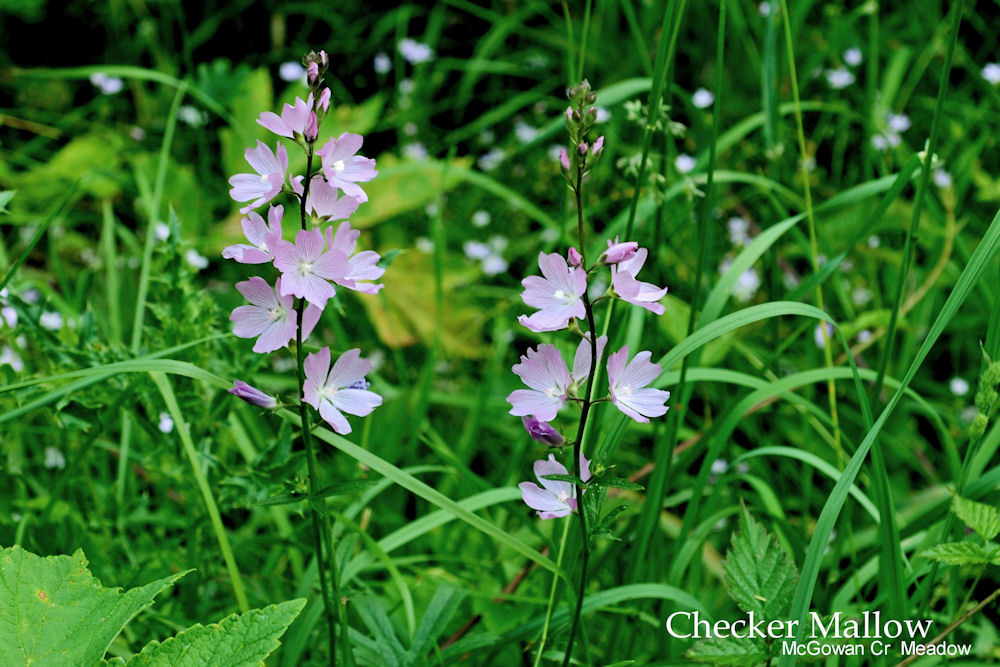 Meadow Checker-Mallow- Wildflowers Found in Oregon