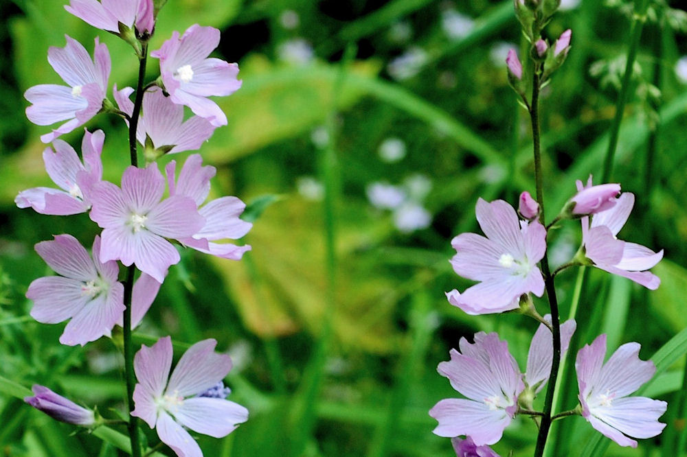 Meadow Checker-Mallow- Wildflowers Found in Oregon
