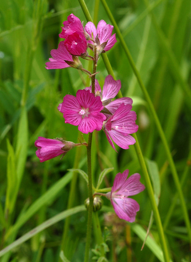 Oregon Checker-Mallow- Wildflowers Found in Oregon