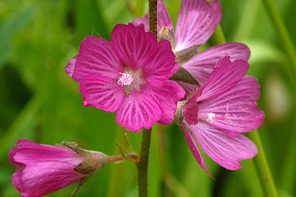 Oregon Checker-Mallow- Wildflowers Found in Oregon