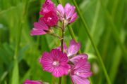 Checker-Mallow, Oregon