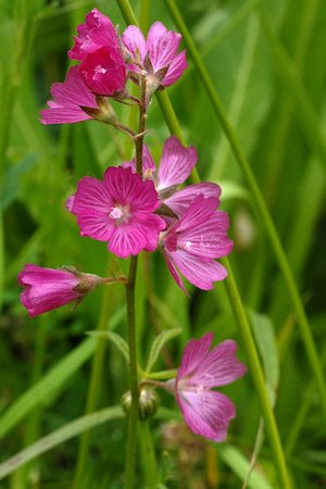 Oregon Checker-Mallow