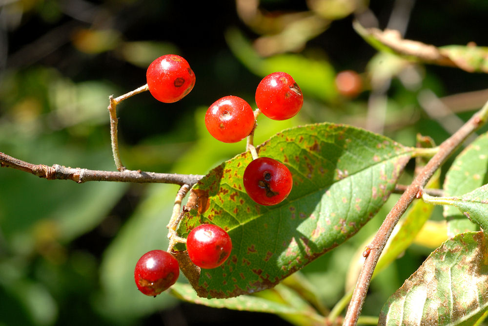 Bitter Cherry Wildflowers Found in Oregon