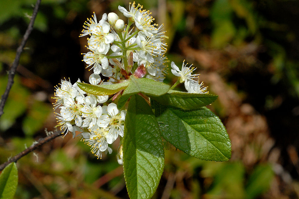 Bitter Cherry Wildflowers Found in Oregon