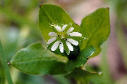 Chickweed, Common