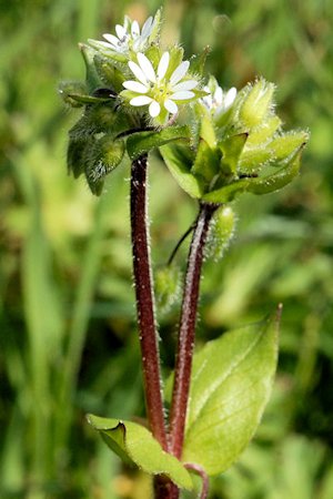 Common Chickweed