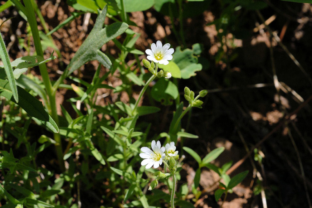 Field Chickweed 