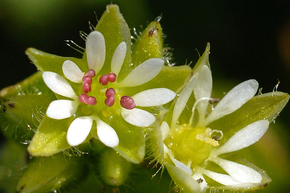 Field Chickweed 