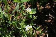 Chickweed, Field