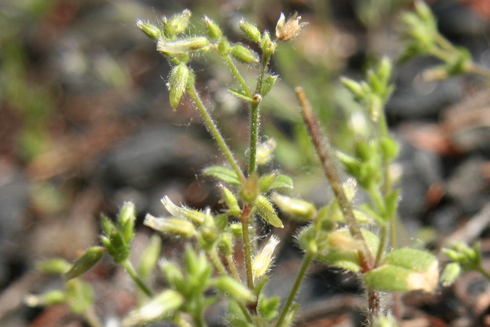 Long-stalked Chickweed 