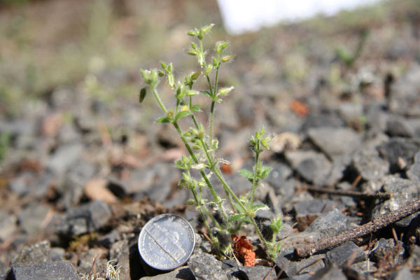 Long-stalked Chickweed