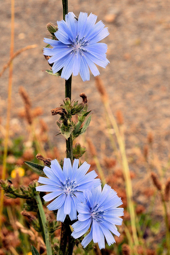 Chicory 