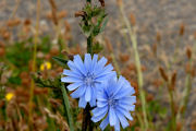 Chicory