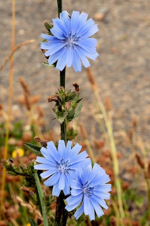 Chicory