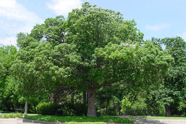 chinkapin  nut