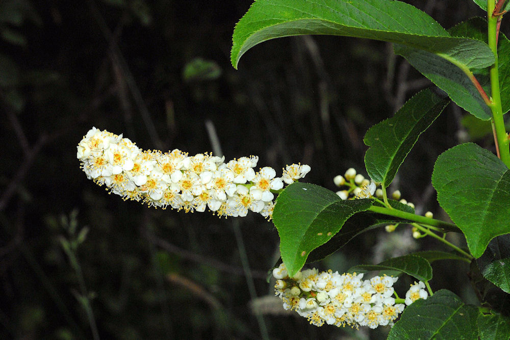 Chokecherry 