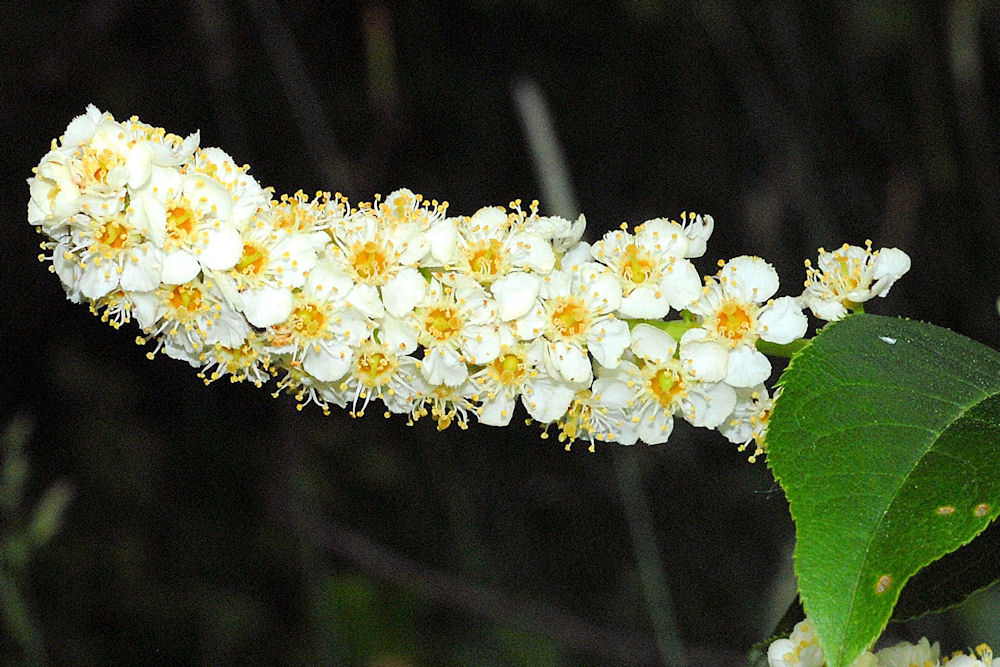 Chokecherry 