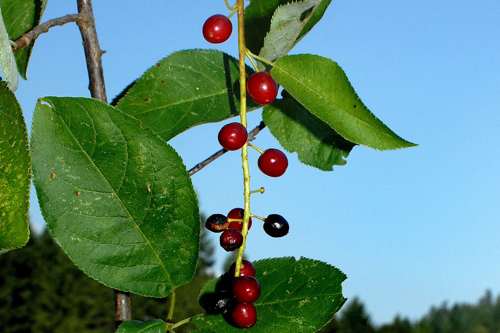 Chokecherry 