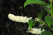 Chokecherry