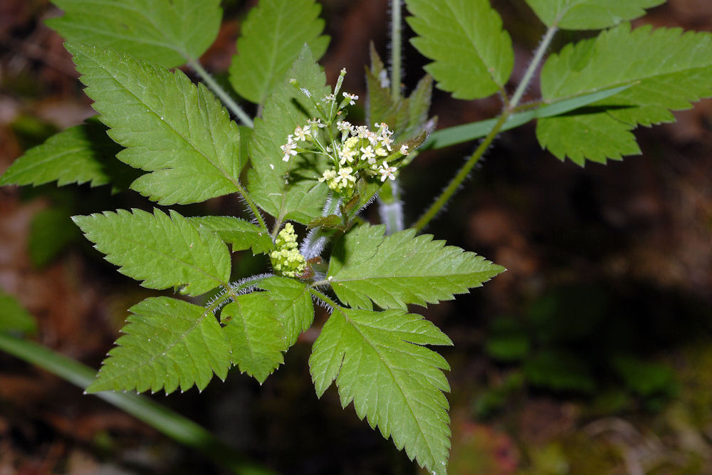 Common Sweet Cicely 