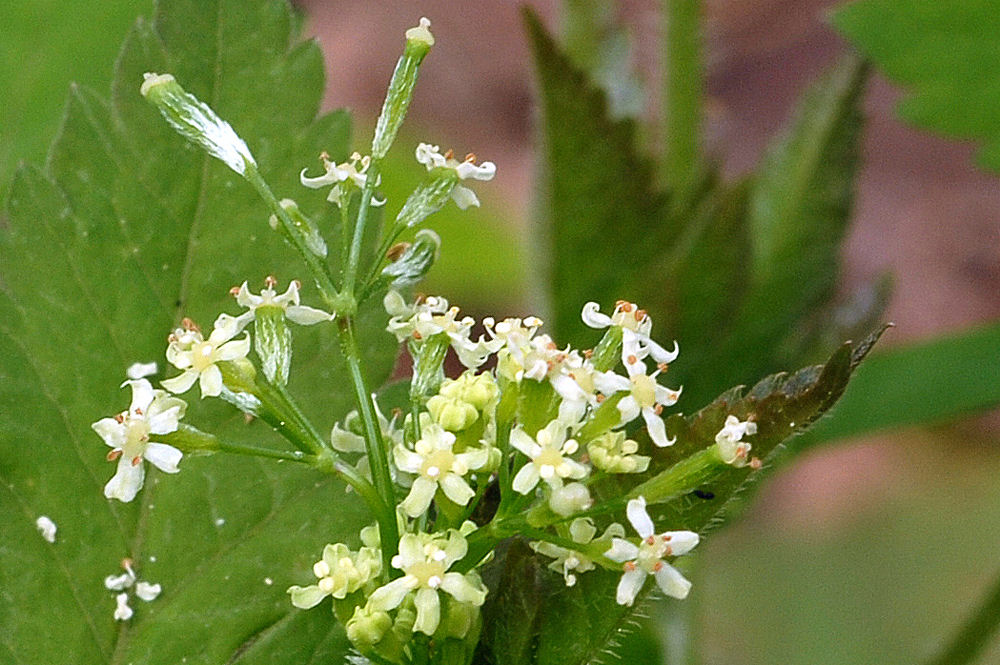 Common Sweet Cicely 