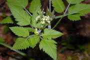 Cicely, Common Sweet