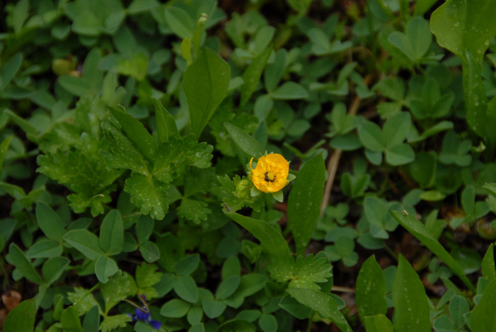 Fan-leaf Cinquefoil 