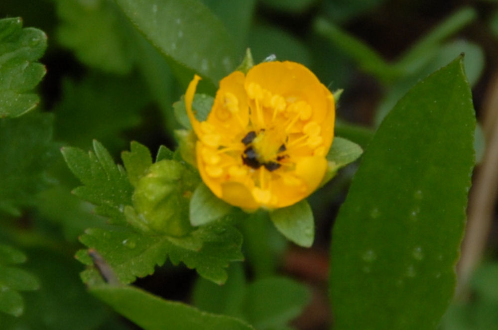 Fan-leaf Cinquefoil 