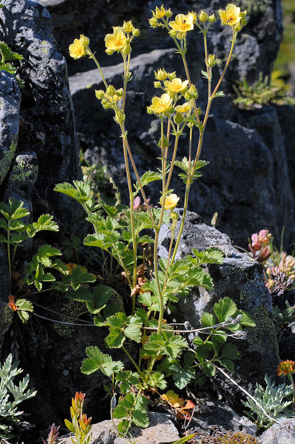 Sticky Cinquefoil 